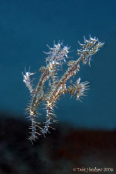 "Blue Duo" A pair of Ornate Ghostpipefish on the house re... by Debi Henshaw 